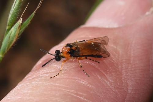 The 'socks' and the shoulder shapes mark this sawfly out as being the Turnip Sawfly.