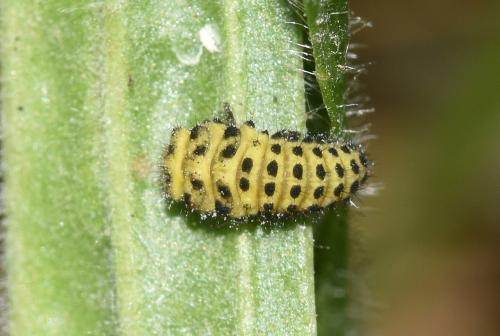 Larva of Twenty-two Spot Ladybird, Heene Cemetery, late August 2025.