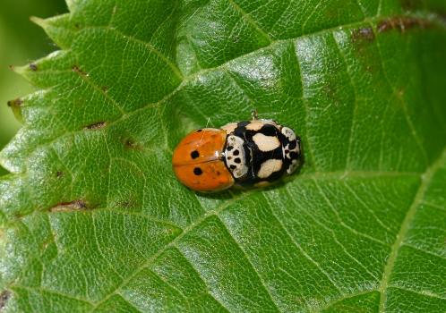 Two different colour forms of the Harlequin Ladybird here copulating in May.