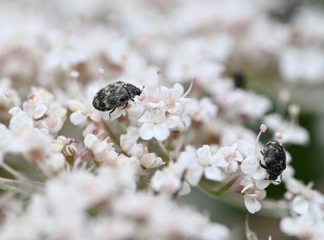 Varied Carpet Beetles feed on pollen outdoors when looking for a mate - as the photographs shown here clearly show.