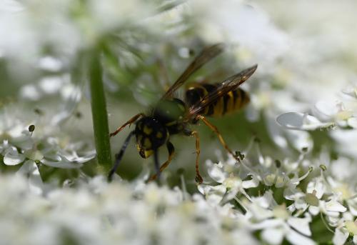 This photograph shows a worker Vespula germanica wasp.