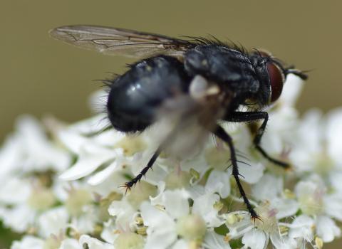 Rhinophora lepida is a type of woodlouse fly.