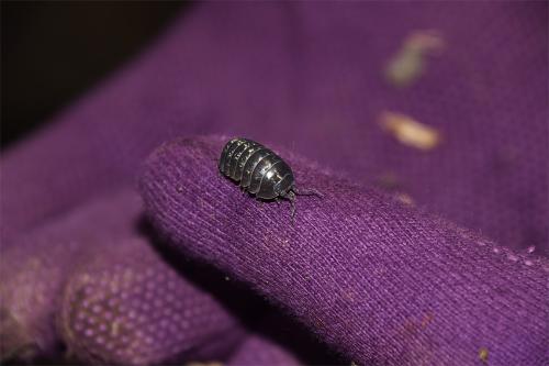 Common Shiny Woodlouse adults are shiny, and marbled grey and brown, with rows of yellow patches along the back.