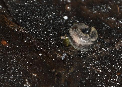 The colour of the Green-soled Slug is extremely variable. Normally it has dark brown-black tentacles and a pale sole, that may have a greenish tinge. 