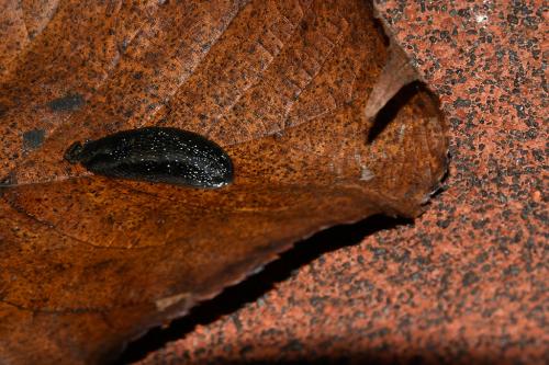 This black form of the complex, like the red form, is an omnivore that feeds incessantly on plants, fungi, and invertebrates.