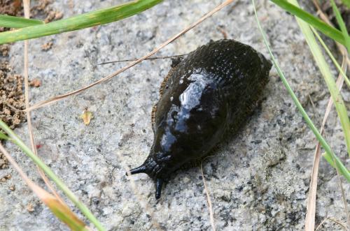 Slugs do not need controlling unless they are in a restricted space, so avoid the use of chemicals if you can.