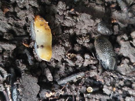 This species of the Large Black Slug has a pale sole, distinct from its black upper part.