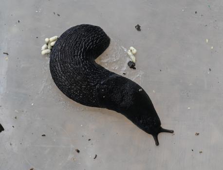 The Large Black Slug is an omnivore that feeds incessantly on plants, fungi, and invertebrates.