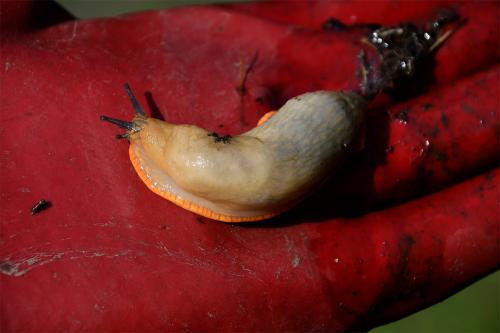 This Large Black Slug has a pale body, no keel and a distinctive orange foot fringe.