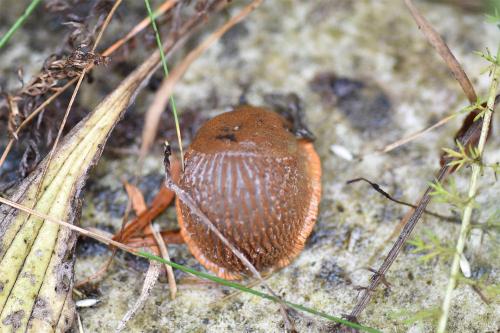 The Large Red Slug is herbivorous and has a range of colour forms (red, black, grey-brown).