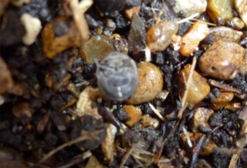 The Common Pill Woodlouse rolls into a ball when threatened, using the armoured plates of its exoskeleton for protection.