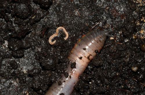 The white or cream-coloured body of the Spotted Snake Millipede has dark red spots on each segment.