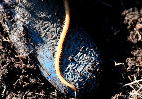 Photographed on the finger of a blue rubber glove, this Western Yellow Centipede would have been 4 or 5 centimetres long.