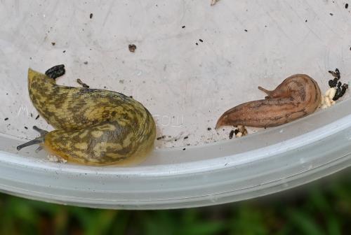 The yellow and grey/brown mottled appearance of Yellow Slugs is distinctive.