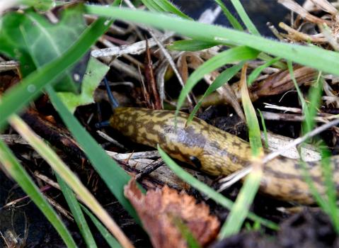The yellow and grey/brown mottled appearance of Yellow Slugs is distinctive.