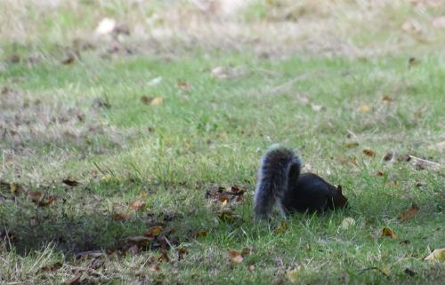 The North American Grey Squirrel was introduced into Britain in the 1870s.