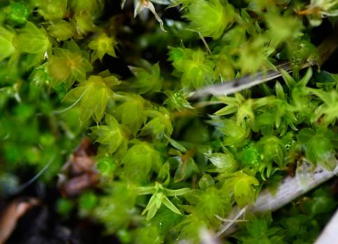 Bicoloured Bryum with groups of tiny bulbils just visible (here circled white) on several of the axils of this moss.