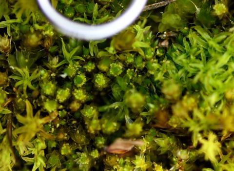 Bicoloured Bryum, a bulbiliferous mos, forms tiny bulbils within the leaves of the plant. (Paper clip added for scale.)