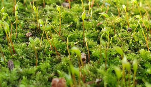Clustered Feather-moss is a common moss forming mid-green patches on trees, wood, walls, rockeries or stones. 