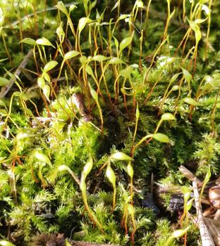 Clustered Feather-moss is a common moss forming mid-green patches on trees, wood, walls, rockeries or stones. 
