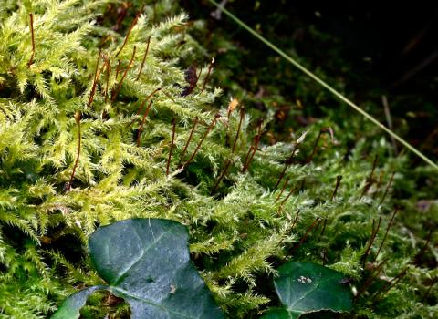 Clustered Feather-moss is a common moss forming mid-green patches on trees, wood, walls, rockeries or stones. 
