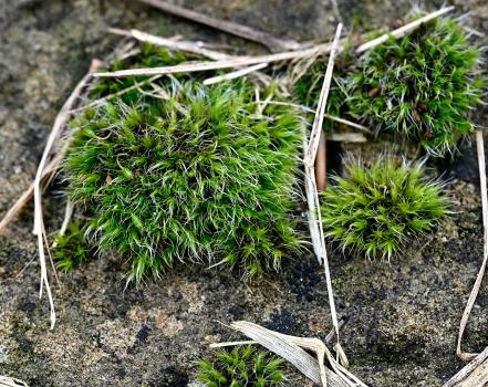 There are around 25 Grimmia mosses in Britain but Grimmia pulvinata is the commonest of this group.