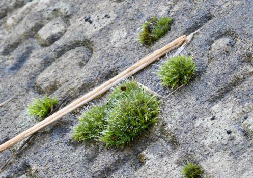 Grimmia pulvinata on the angled headstone of Susannah Hollis.