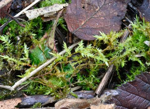 This moss forms scattered shoots or tufts and has delicate, pale green leaves with reddish stems.