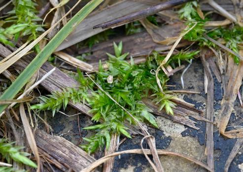 This small, bright-green plant grows in low tufts and patches.