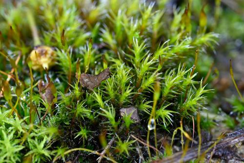 Schistidium crassipilum grows on hard surfaces and has capsules that turn red when they mature.