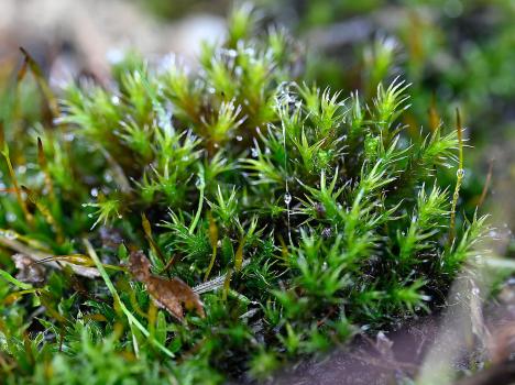 Schistidium crassipilum is one of Britain's commonest moss species.