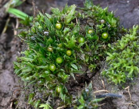 Cuspidate Earth-moss forms fresh green patches 2-6mm tall.