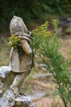 Common Ragwort has found a firm home in Heene Cemetery.