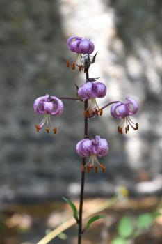 A Turk's cap lily spotted in June 2020.