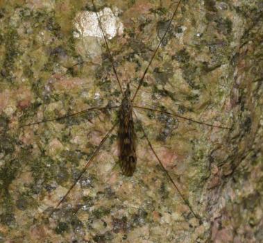 Tipula rufina seen in late March 2025. (Photo credit: Stuart MA Ball.)