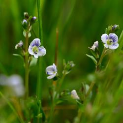 The pale blue or white flowers have purple veins, and are characteristic of this creeping native plant, whose blooms appear from April.