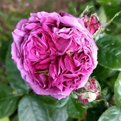 This multi-petalled magenta flower emerges from a thornless stem. It was first hybridized in 1860.