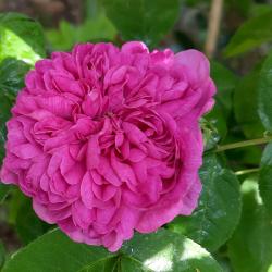 Rose de Rescht is an old rose cultivar, a Damask rose (an old group said to have been brought to Europe from the Middle East by the Crusaders).