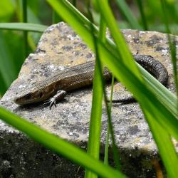 The common lizard is a speedy carnivore, subsisting on insects, arachnids, and other invertebrates.