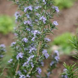 Rosmarinus officinalis 'Miss Jessops Upright' courtesy of the RHS.
