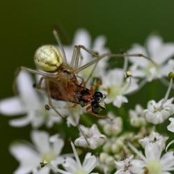 The body markings of the Common Candy-stripe Spider take various forms, so this is a variable species with translucent legs.