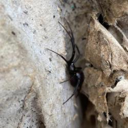 False Widow spiders are usually up to 14mm in size, males being smaller at 10mm.