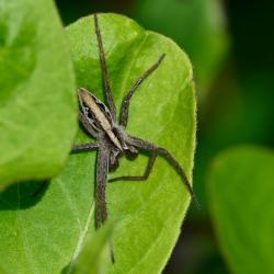 This is a long-legged spider with a slender abdomen. The tall vegetation in the cemetery in Summer is perfect habitat for this hunting species.