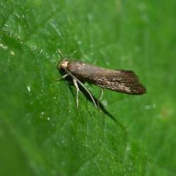 This small moth (with a wingspan of 12-16 millimetres) is locally common in southern England.