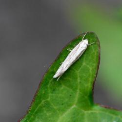 This pale white-grey grass moth has red, buff or grey speckles and is about 3mm long.