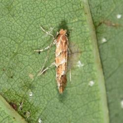 The caterpillars and/or larvae of this small moth are destructive of Horse Chestnuts (Aesculus hippocastanum) (and some maples and sycamores (Acer pseudoplatanus)).