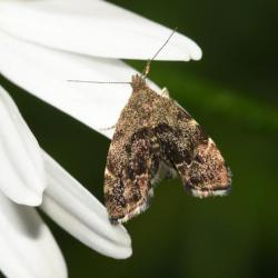 The larval food plant of the Common Nettle-tap moth is the nettle.