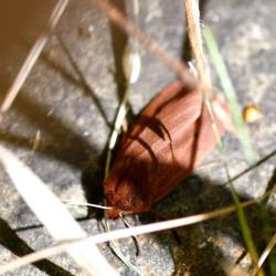 The Ruby Tiger moth has a wingspan of between 35 and 45 millimetres.