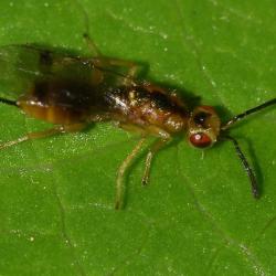 Megastigmus dorsalis, Chalcid wasp, Heene Cemetery, October 2025.