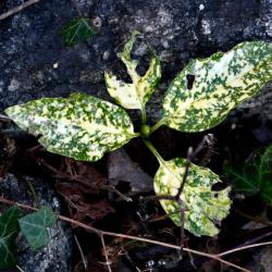 This cultivar of the Spotted Laurel is a variegated one that tolerates deep shade and pollution.